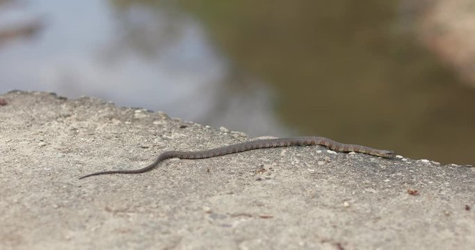 A dangerous copperhead snake in the wilderness