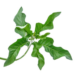 Gymnanthemum extensum foliage ,green leaves pattern of tropical leaf plant isolated on white background