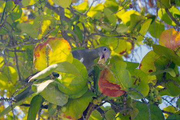 Pajaro comiendo uvas en aruba