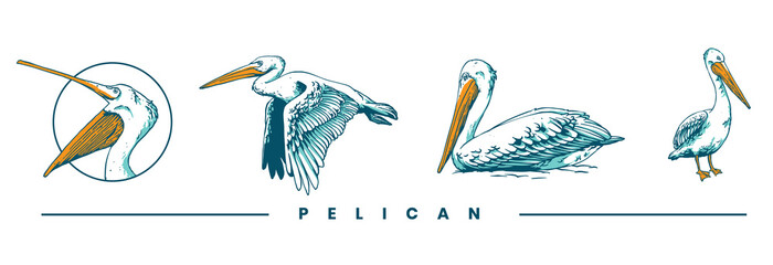 pelican set illustration design 