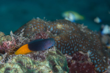 Ecsenius bicolor, commonly known as the flame tail blenny or bicolor blenny, is a blenny from the Indo-Pacific.