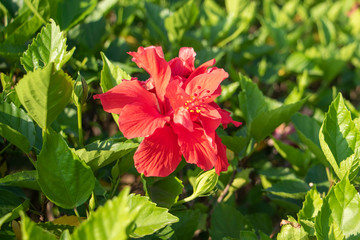 red poppy in the garden