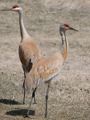 Obraz na płótnie Canvas Pair of Sandhill Cranes in the Wild standing with their backs to the camera.