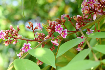 Pink star fruit flower or Carambola flower (Averrhoa Carambola)  with green leaves on branchs, nature blurred background