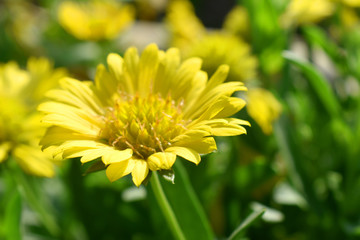 Beautiful yellow flower with nature blurred background in garden .Indian blanket flower (Gaillardia aristata flower)