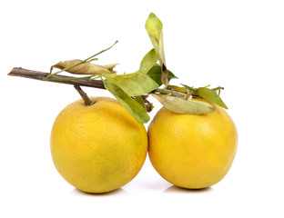 Fresh orange fruit isolated on white background