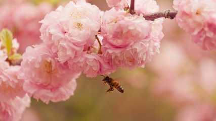 Bee Flying Beside A Pink Flower