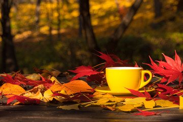 Sunlight in a yellow coffee mug in the autumn forest
