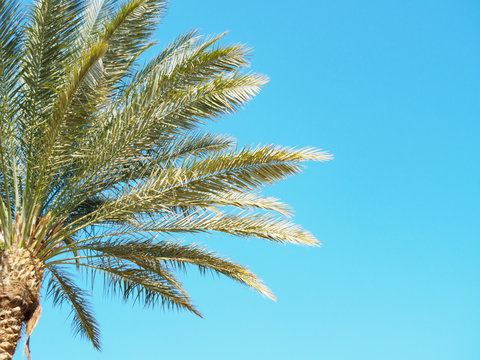 Green branches of palm tree against background of clear blue sky, close up view. Egypt in february, nature background. Selective soft focus. Blurred background