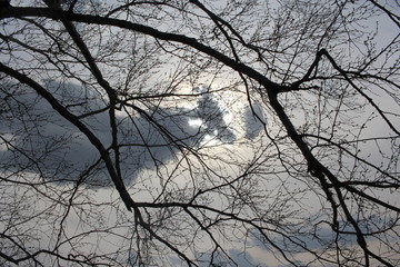 bare branches of black trees birch in the forest against the background of clouds silhouette in spring