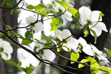 Flowers on a tree in Pioneer park 