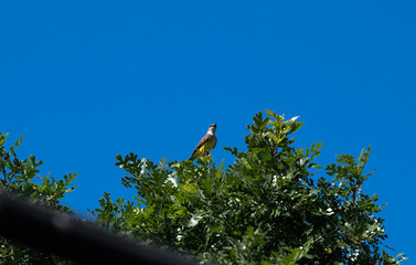 Little bird in the tree top