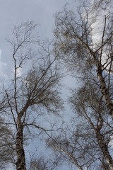 bare branches of trees birch in the forest against the sky in spring crown