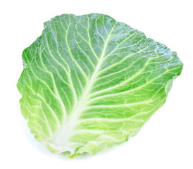 cabbage leaf against white background