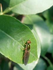 A fly on a green leaf