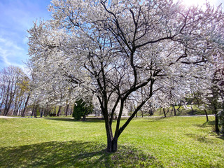 Fototapeta premium blossoming cherry tree on green lawn. city park in the early spring