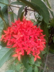 red and green

There's this flower in my house. My mother planted these flowers. Thank u