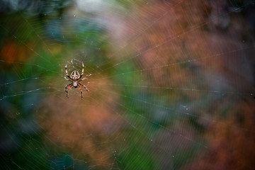 spider on the web