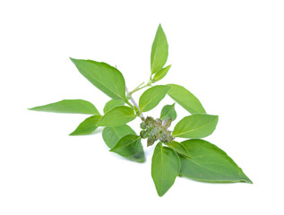 The basil leaves on a white background