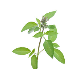 The basil leaves on a white background