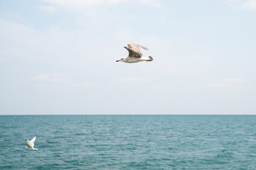 seagull flies over the horizon against the blue sky and sea