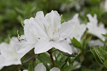 한국 인천시 남동구 인천대공원 입니다