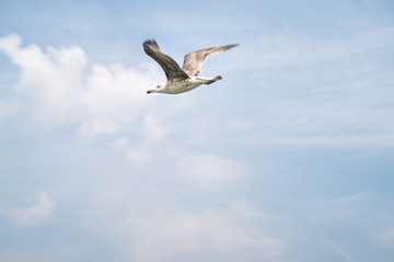 Seagull flies on a background of blue sky with clouds