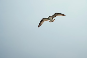 A seagull flies wide spread its wings against a blue sky
