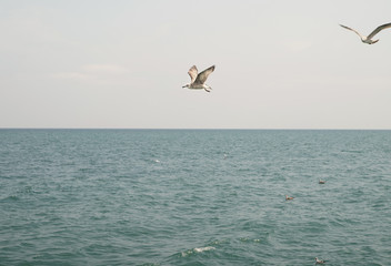 Fototapeta na wymiar seagull flies over the horizon against the blue sky and sea
