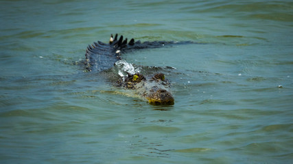 Salt water crocodile in the water ready to attack