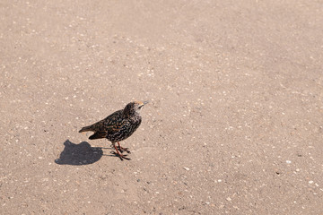 Obraz premium An ordinary starling on the sidewalk. Bird in beautiful breeding plumage