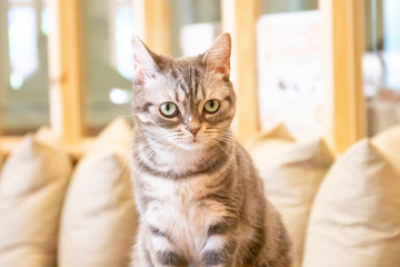 可愛い子猫