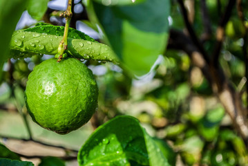 Close up lime in the garden