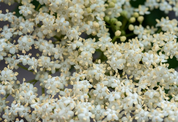 Branch of a blossoming white flowers and buds and fresh foliage. Beautiful light spring floral background. Close-up macro view