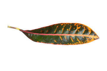Multicolored leaves, isolated on a white background