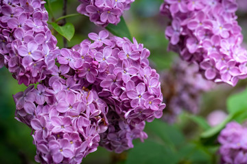 Branch of a blossoming lilac bush with delicate purple flowers and buds and fresh foliage. Beautiful sunset light spring floral background. Close-up macro view