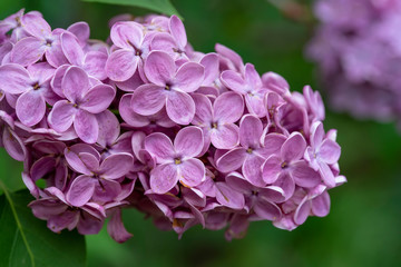 Fototapeta premium Branch of a blossoming lilac bush with delicate purple flowers and buds and fresh foliage. Beautiful sunset light spring floral background. Close-up macro view