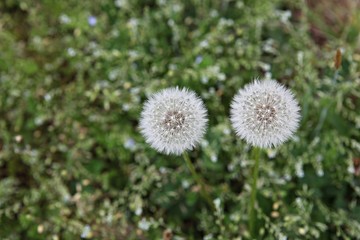 한국 인천시 남동구 인천대공원 입니다