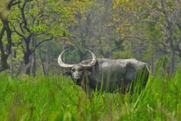 buffalo in the grass