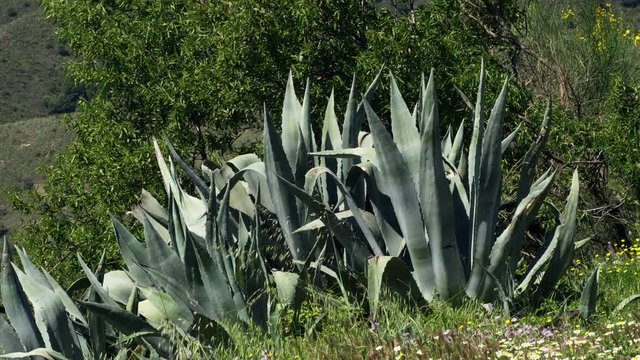 MS Mediterranean vegetation, agave plant