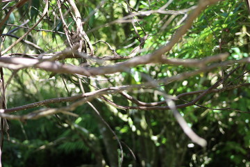 Nature