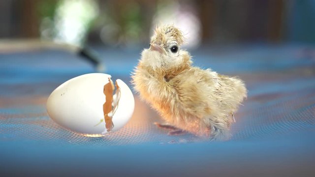 New born chicken with egg shell new life concept