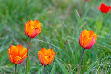 Red yellow tulips in the green grass. Red and yellow Darwin hybrid tulips.