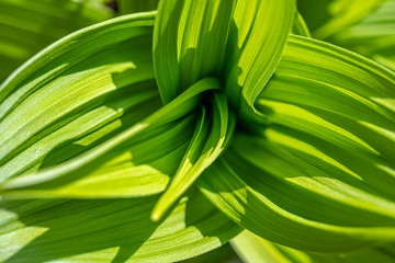 フレッシュな緑が鮮やかな植物のアップ画像