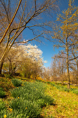 Naklejka premium White Cherry blossom in Central Park New York 