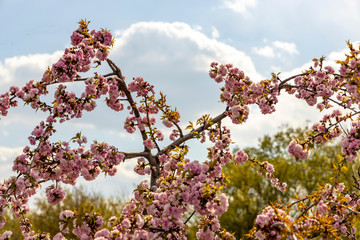 Blooming apple tree on a background of blue sky with clouds. Pink flowers on a blue background.