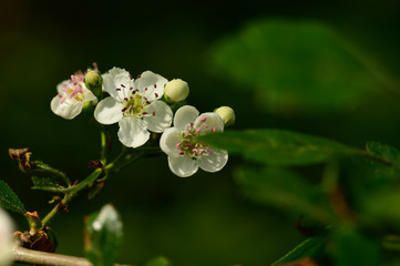 weiße Blüte eines Busches im Wald