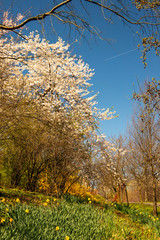 White Cherry blossom in Central Park New York 