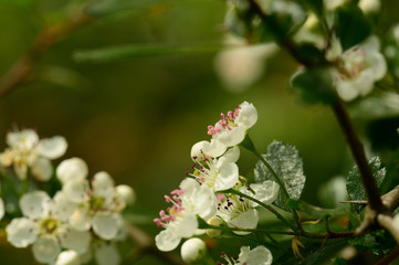 weiße Blüte eines Busches im Wald