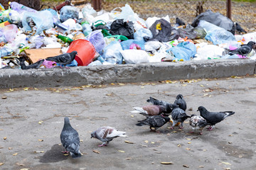 Pigeons peck a piece of bread near the garbage dump.